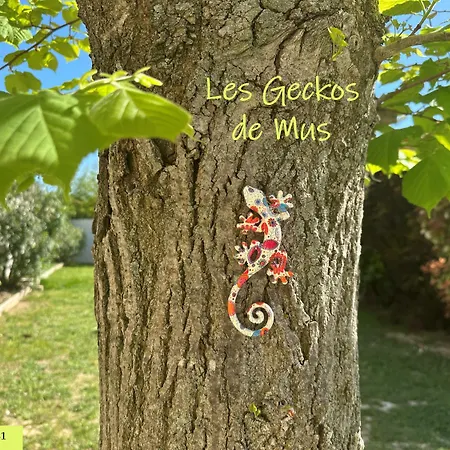 Les Geckos De Apartman Mus