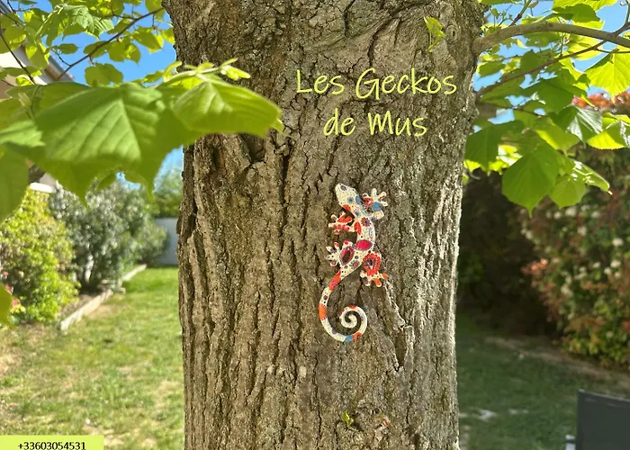 Les Geckos De Daire Mus